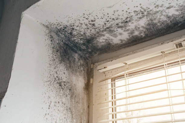 Affordable Crawl Space Mold Removal solutions in Louisville, IL