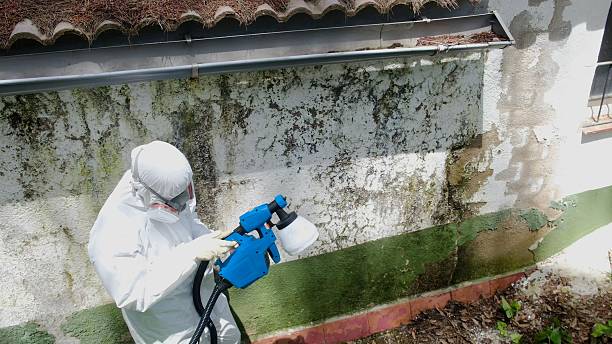 Top rated local Crawl Space Mold Removal specialists in Louisville, IL